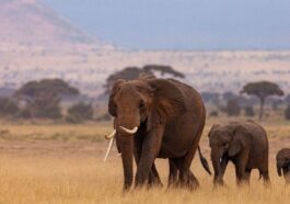 Éléphants africains