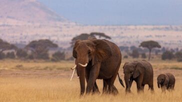 La Namibie tuera des éléphants, des zèbres et des hippopotames pour nourrir la population dû à la sécheresse 7 Éléphants africains