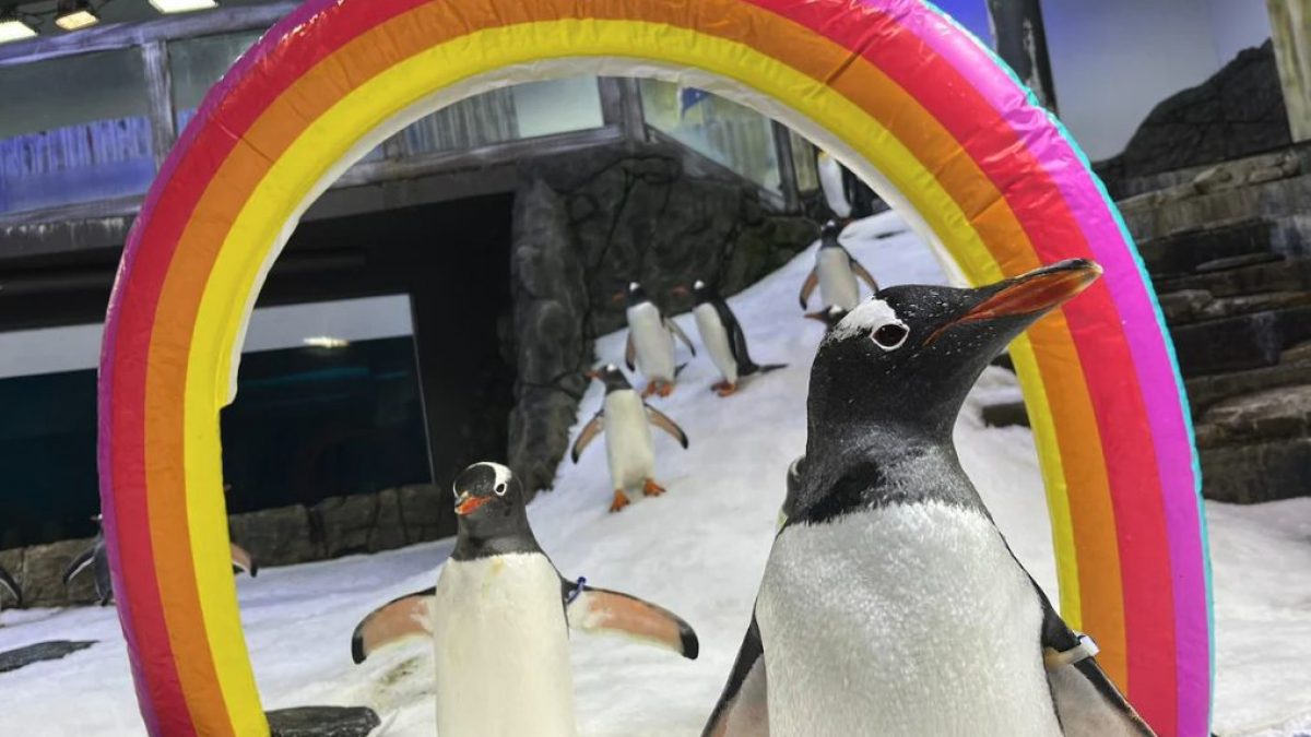 La triste finale de Sphen et Magic, le couple de pingouins gays : l'un meurt, l'autre entonne un chant 2 Image