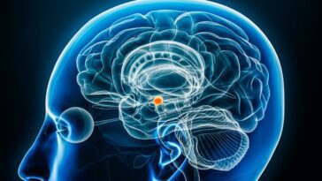 L'anxiété et le stress frappent l'intestin, vu pour la première fois comment le cerveau influence le microbiome 6 En orange l'amygdale, la structure du cerveau impliquée dans les émotions et la réponse au stress / Crédit : iStock Photo