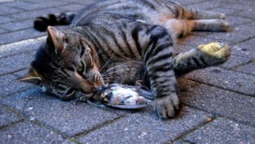Les chats souffrent de la mort des autres animaux : une étude révèle les comportements pendant le deuil 20 Image