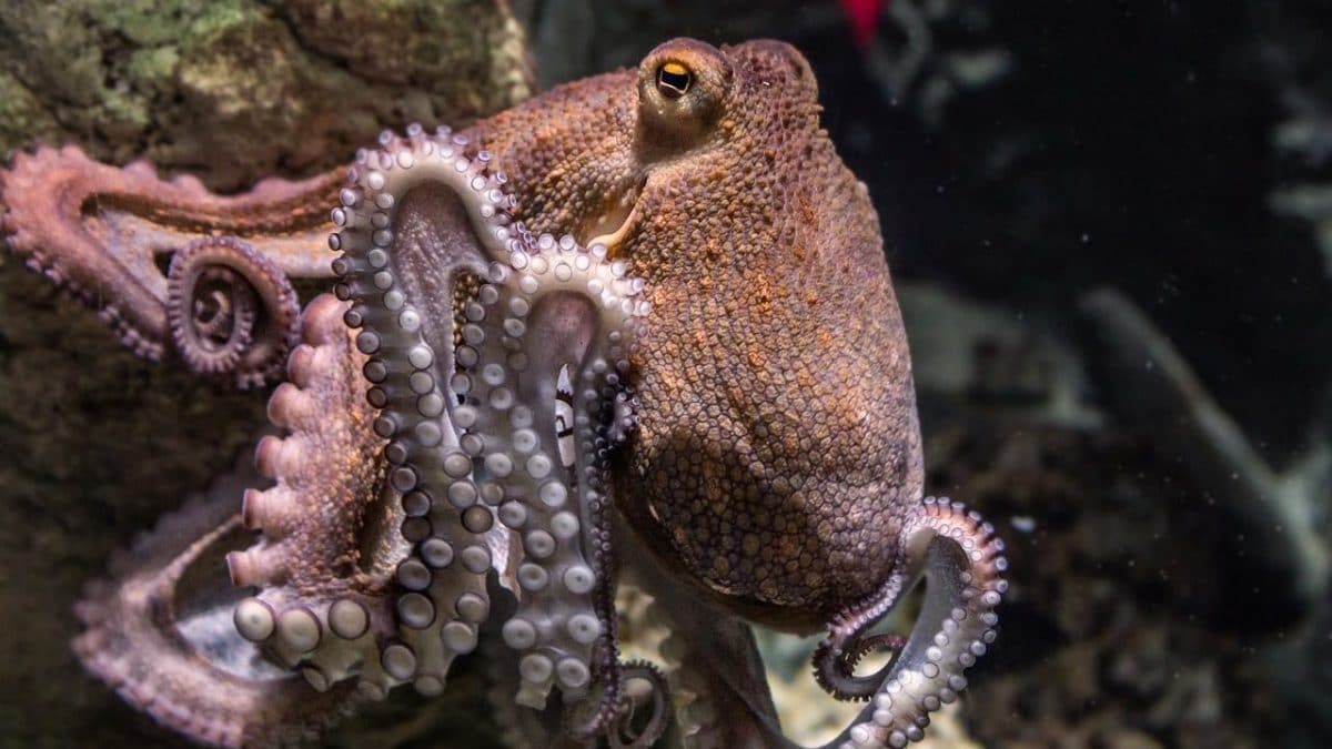 Pourquoi les pieuvres vont dominer le monde après l'homme selon ce scientifique 2 Image