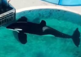 L'orca Kshamenk fissa immobile per 24 ore il cancello della sua vasca. Credit: urgentseas