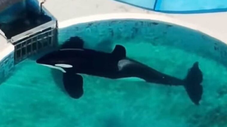 L'orque la plus seule au monde fixe immobile une grille pendant 24 heures : les images déchirantes de Kshamenk 1 L'orca Kshamenk fissa immobile per 24 ore il cancello della sua vasca. Credit: urgentseas