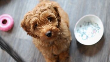 Mélanges plus sains que les chiens de race pure : nouvelle recherche éclaire la santé de nos amis à fourrure 5 Chiot de labradoodle, un croisement entre labrador retriever et caniche