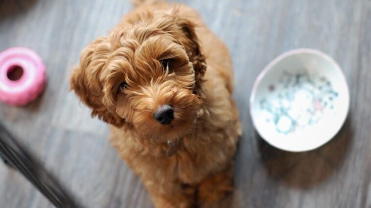 Mélanges plus sains que les chiens de race pure : nouvelle recherche éclaire la santé de nos amis à fourrure 1 Chiot de labradoodle, un croisement entre labrador retriever et caniche