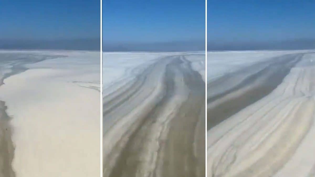 Mer envahie par la mucilage : ce que c'est, comment elle se forme et pourquoi les taches sont plus fréquentes dans l'Adriatique 2 La mucilagine au large de Pesaro, où les taches flottantes couvrent des dizaines de kilomètres de côte / Crédit : X/@totospanu