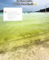 Que se passe-t-il sur la plage sarde de Cala Brandinchi : les vidéos de l'eau devenue verte 20 Cosa sta succedendo sulla spiaggia sarda di Cala Brandinchi: i video dell’acqua diventata verde