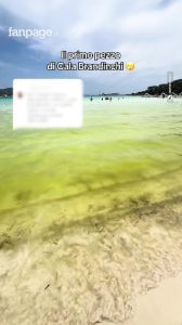 Que se passe-t-il sur la plage sarde de Cala Brandinchi : les vidéos de l'eau devenue verte 1 Cosa sta succedendo sulla spiaggia sarda di Cala Brandinchi: i video dell’acqua diventata verde