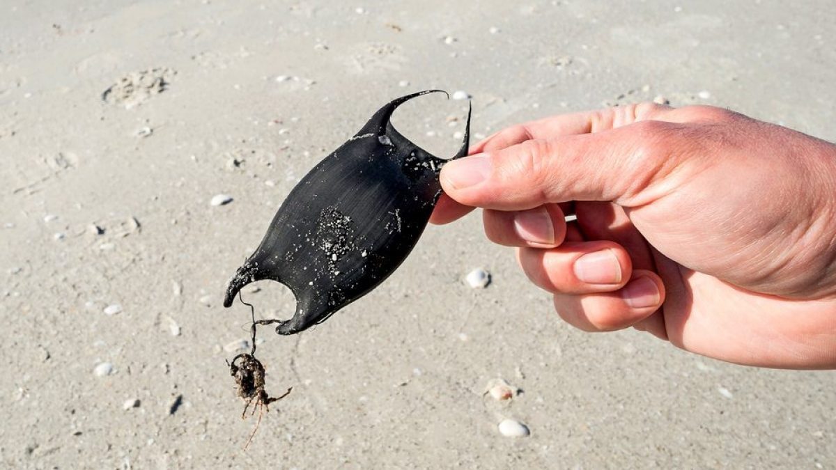 Que sont les étranges sacs "cornus" que l'on trouve sur la plage : on les appelle les porte-monnaie des sirènes 2 Image