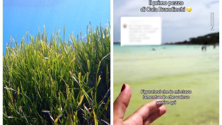 Qu'est-ce que la Posidonie, la plante qui a coloré Cala Brandinchi : pourquoi ça n'indique pas mer polluée 1 Image