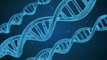 Tumeurs, découverte d'une protéine qui répare les dommages à l'ADN : espoirs pour un vaccin anti-cancer révolutionnaire 23 Immagine