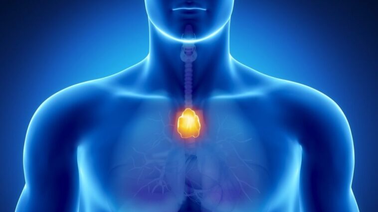 Une cause du vieillissement du système immunitaire se cache dans le thymus 1 Le thym est une glande lymphatique située dans la poitrine, devant la trachée, dont la fonction est de maturer les cellules T (lymphocytes T)