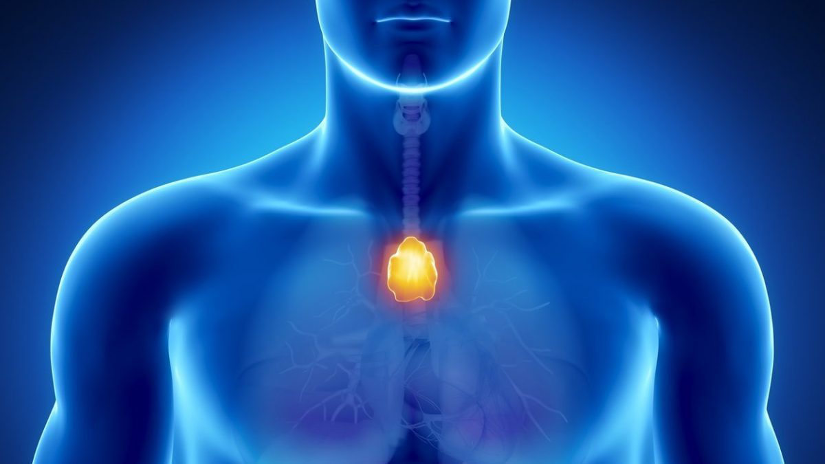 Une cause du vieillissement du système immunitaire se cache dans le thymus 2 Le thym est une glande lymphatique située dans la poitrine, devant la trachée, dont la fonction est de maturer les cellules T (lymphocytes T)