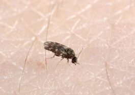 Le virus Oropouche se transmet par la piqûre de midges infectés, de l'espèce Culicoides paraensis présente en Amérique du Sud et centrale et dans les Caraïbes, mais la transmission à travers les piqûres de moustiques Culex quinquefasciatus et Aedes serratus est également connue / Crédit : CSIRO.