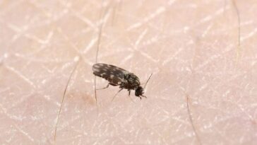 Le virus Oropouche se transmet par la piqûre de midges infectés, de l'espèce Culicoides paraensis présente en Amérique du Sud et centrale et dans les Caraïbes, mais la transmission à travers les piqûres de moustiques Culex quinquefasciatus et Aedes serratus est également connue / Crédit : CSIRO.