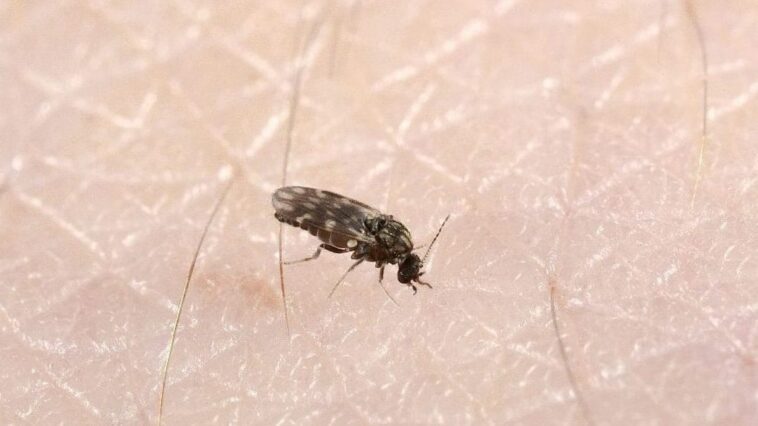 Virus Oropouche, déclenchement de l'alerte OMS : quels sont les symptômes et comment se transmet-il 1 Le virus Oropouche se transmet par la piqûre de midges infectés, de l'espèce Culicoides paraensis présente en Amérique du Sud et centrale et dans les Caraïbes, mais la transmission à travers les piqûres de moustiques Culex quinquefasciatus et Aedes serratus est également connue / Crédit : CSIRO.