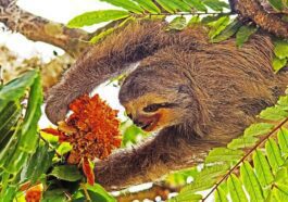 Un paresseux à gorge pâle ( Bradypus tridactylus ), connu sous le nom de paresseux à trois doigts, est l'un des réservoirs du virus d'Oropouche. Ils incluent également des primates non humains et des oiseaux, bien que le virus soit transmis par la piqûre de moucherons et de moustiques infectés / Crédit : Wkimedia, snowmanradio