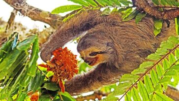 Un paresseux à gorge pâle ( Bradypus tridactylus ), connu sous le nom de paresseux à trois doigts, est l'un des réservoirs du virus d'Oropouche. Ils incluent également des primates non humains et des oiseaux, bien que le virus soit transmis par la piqûre de moucherons et de moustiques infectés / Crédit : Wkimedia, snowmanradio