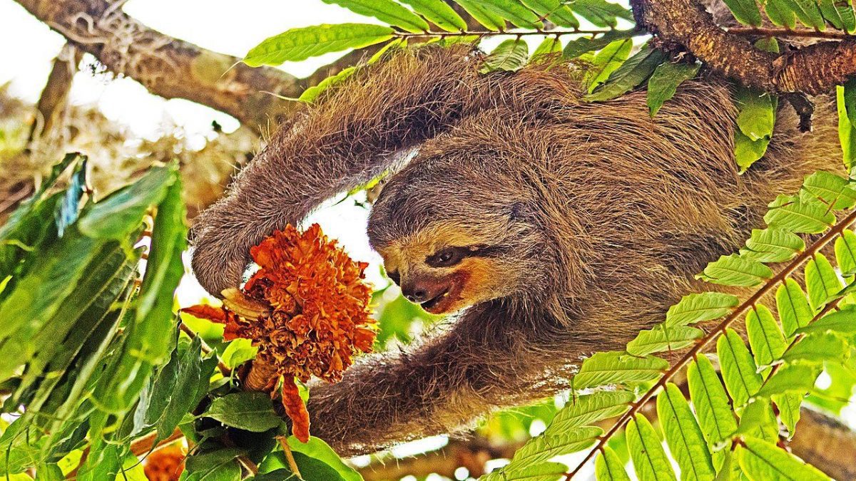Virus Oropouche, la "fièvre du paresseux" cause des symptômes similaires à la dengue : "Menace pour la santé mondiale" 2 Un paresseux à gorge pâle ( Bradypus tridactylus ), connu sous le nom de paresseux à trois doigts, est l'un des réservoirs du virus d'Oropouche. Ils incluent également des primates non humains et des oiseaux, bien que le virus soit transmis par la piqûre de moucherons et de moustiques infectés / Crédit : Wkimedia, snowmanradio