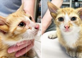 Audio, le chat né avec quatre oreilles. Crédit : True Rescue