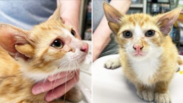Voici Audio, un adorable chat à quatre oreilles sauvé par des bénévoles : il sera bientôt possible de l'adopter 7 Audio, le chat né avec quatre oreilles. Crédit : True Rescue
