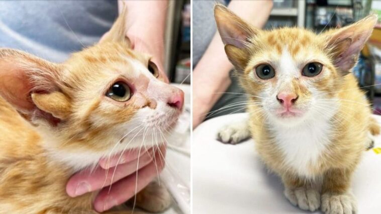 Voici Audio, un adorable chat à quatre oreilles sauvé par des bénévoles : il sera bientôt possible de l'adopter 1 Audio, le chat né avec quatre oreilles. Crédit : True Rescue