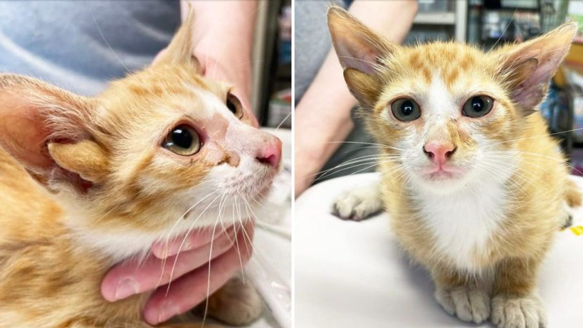 Voici Audio, un adorable chat à quatre oreilles sauvé par des bénévoles : il sera bientôt possible de l'adopter 2 Audio, le chat né avec quatre oreilles. Crédit : True Rescue
