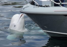 le beluga Hvaldimir près d'un bateau / Crédit : Wikipedia/Ein Dahmer
