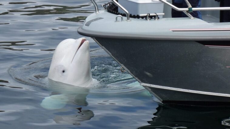 Hvaldimir, le beluga "espion" de Poutine a été retrouvé mort en Norvège 1 le beluga Hvaldimir près d'un bateau / Crédit : Wikipedia/Ein Dahmer
