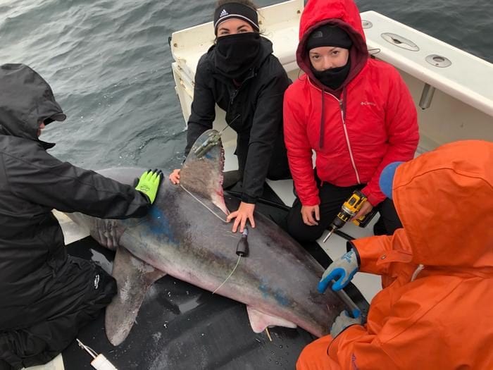 L'exécution d'un requin enregistrée par un dispositif montre une interaction jamais documentée auparavant 3 Les chercheurs installent les balises sur un requin marteau. Crédit : James Sulikowski