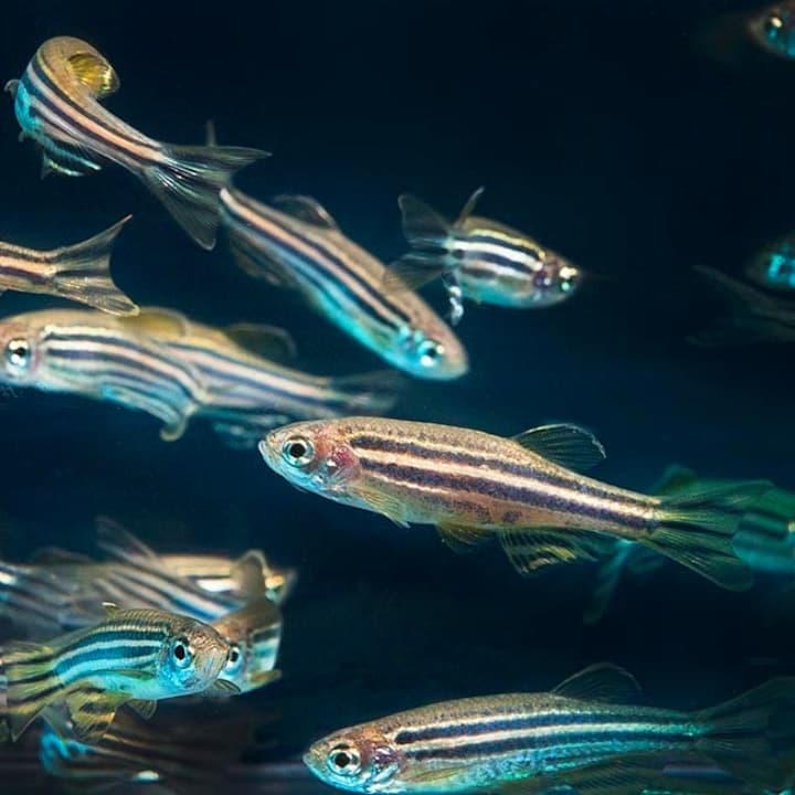 Cette expérience incroyable a réussi à rendre la peau transparente 4 1725702691 78 Cette experience incroyable a reussi a rendre la peau transparente