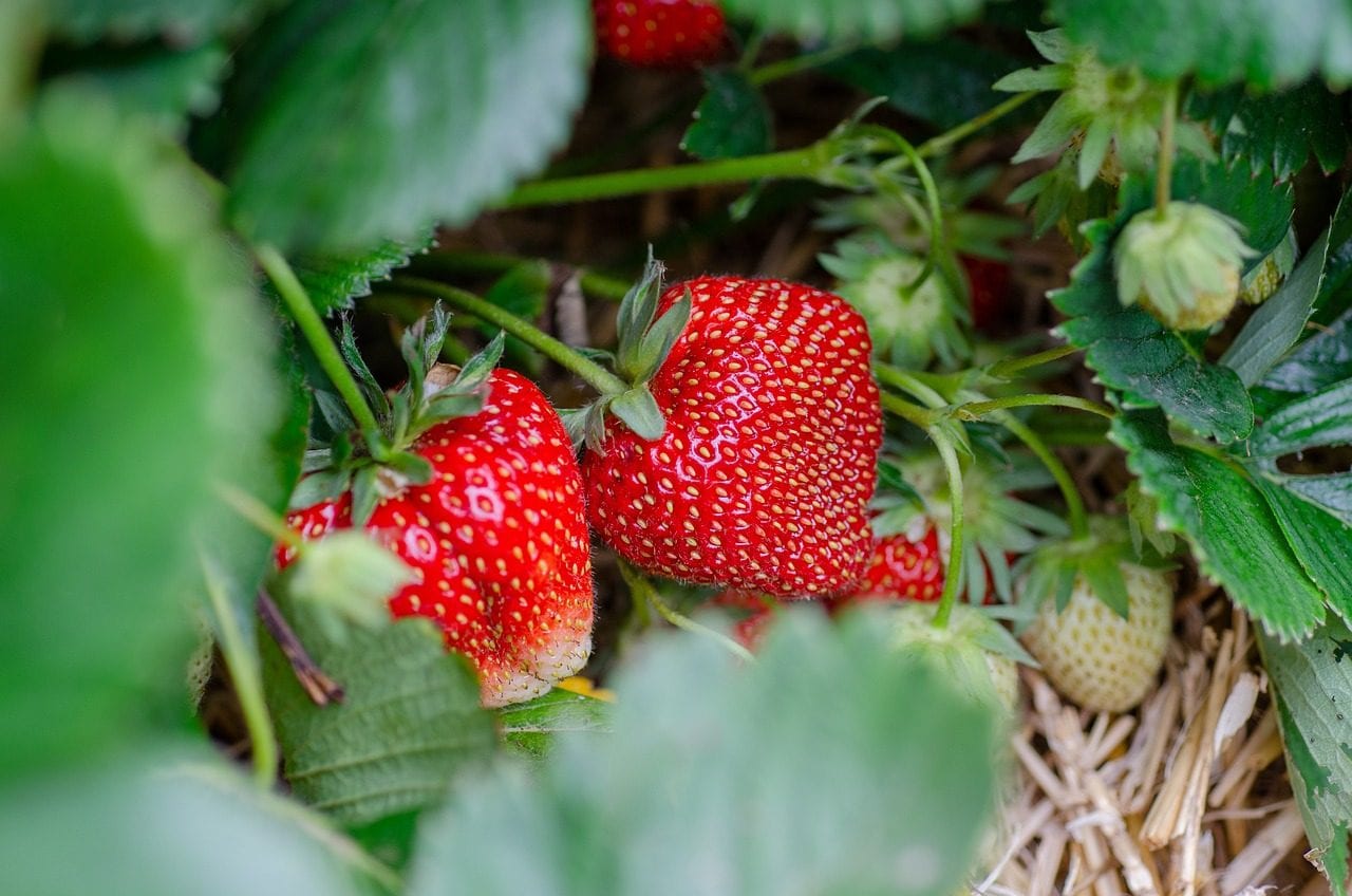Pourquoi les fraises que vous achetez au supermarché ne sont pas de vrais fruits 3 Image