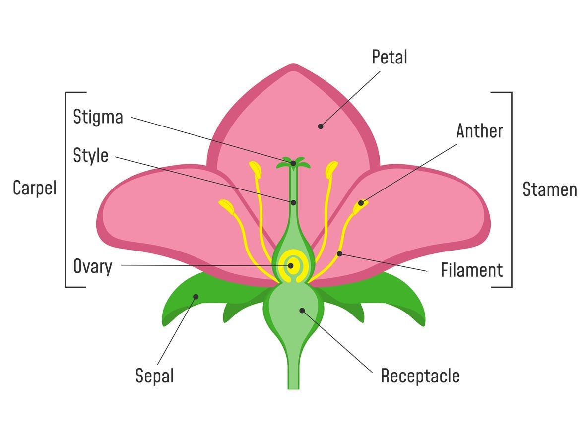 Pourquoi les fraises que vous achetez au supermarché ne sont pas de vrais fruits 4 Anatomie d'une fleur