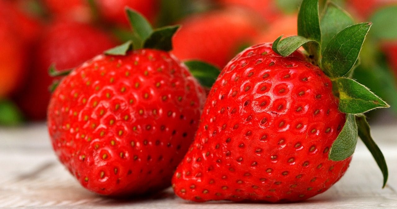 Pourquoi les fraises que vous achetez au supermarché ne sont pas de vrais fruits 6 Détail des akènes, les vrais fruits des fraises
