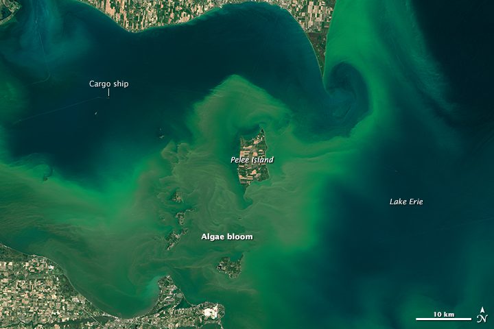 Pourquoi ce grand lac aux États-Unis est devenu vert et dangereux : les images depuis l'espace 3 Une fioriture algale dans le lac Érié en 2015. Crédit : NASA Earth Observatory / Joshua Stevens / U.S. Geological Survey.