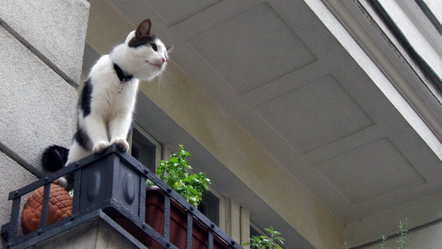 Pourquoi un chat qui tombe du quatrième étage a moins de chances de survivre qu'un qui tombe du huitième 3 Image