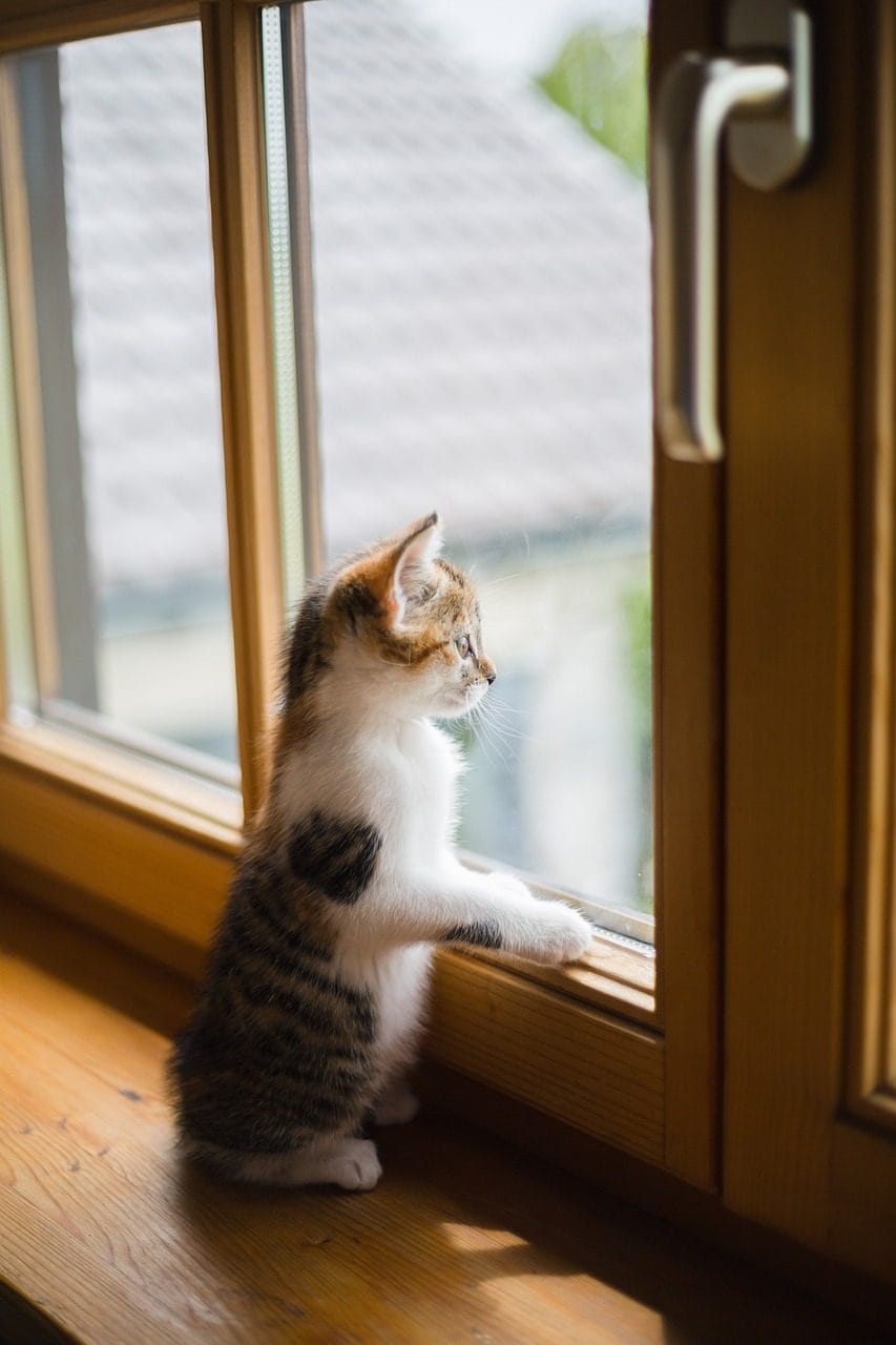 Pourquoi un chat qui tombe du quatrième étage a moins de chances de survivre qu'un qui tombe du huitième 4 Image