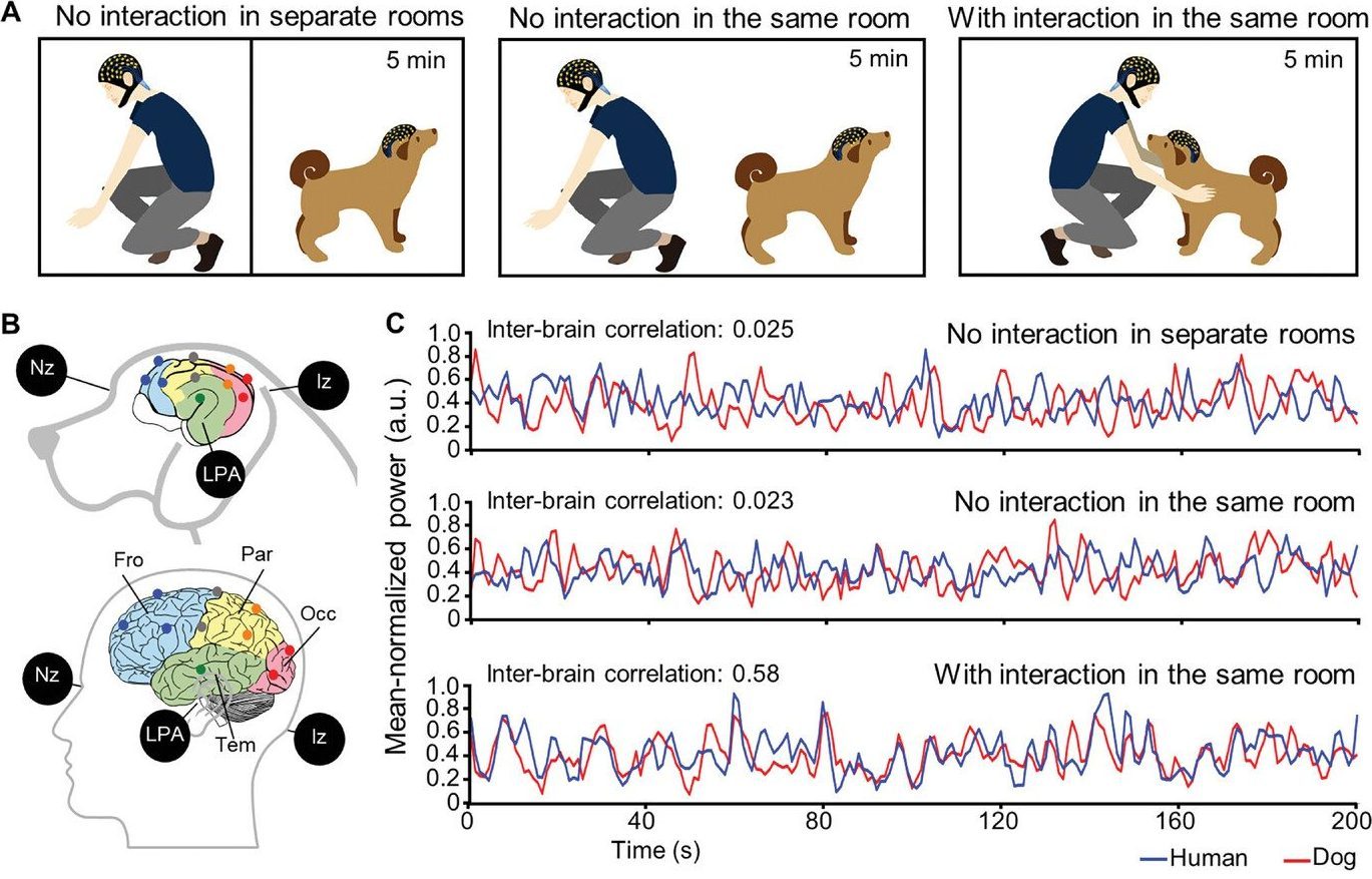 Nous savons enfin ce qui se passe dans le cerveau des chiens quand nous les regardons dans les yeux 3 Appariement de l'activité cérébrale pendant les interactions homme-chien. A) Schéma des interactions homme-chien (regard réciproque et caresses) : aucune interaction dans des pièces séparées (à gauche), avec (panneau de droite) et sans (panneau central) interactions dans la même pièce. B) Schéma des positions des électrodes sur le cuir chevelu du chien (en haut) et de l’être humain (en bas) et détection de l'activité neurale dans les différentes expériences / Crédit : Wei Ren et al. Advanced Science 2024