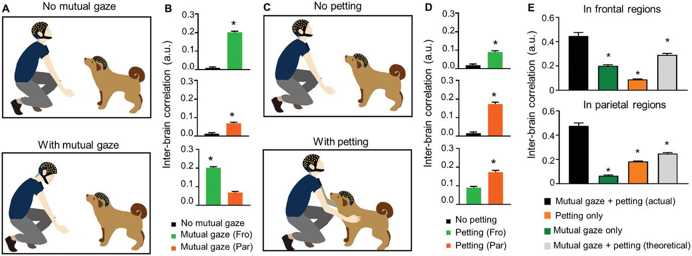 Nous savons enfin ce qui se passe dans le cerveau des chiens quand nous les regardons dans les yeux 4 Le regard réciproque et les caresses facilitent l'appariement de l'activité cérébrale dans les régions frontales et pariétales, respectivement / Crédit : Wei Ren et al. Advanced Science 2024