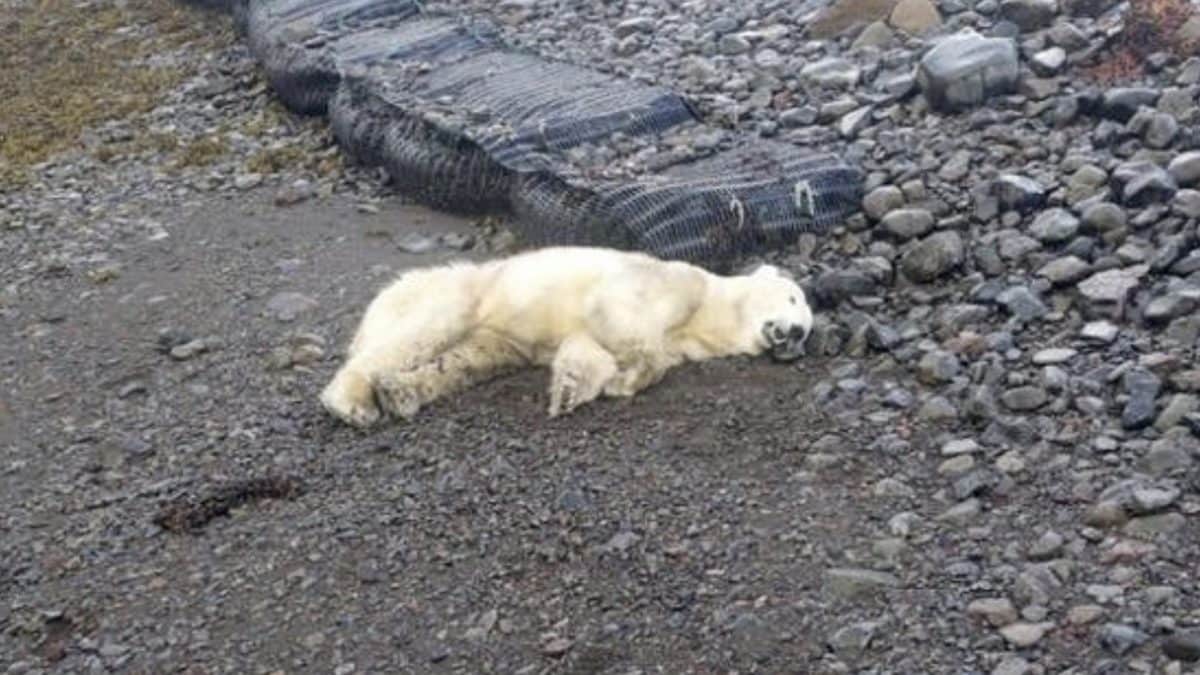 Un ours polaire est arrivé sur les côtes de l'Islande transporté par un iceberg : l'ordre est de l'abattre 2 Immagine