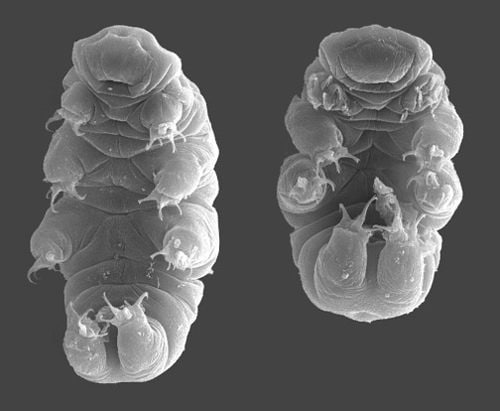 Des microplastiques trouvés dans des milliers d'animaux marins, sauf chez les tardigrades : pourquoi sont-ils « immunisés » 3 Tardigrades. Crédit : Wikipédia
