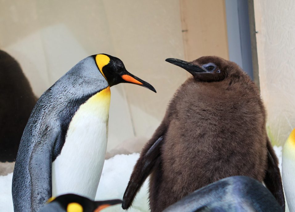 Tendres et célèbres, mais les chiots des zoos sont des machines à faire de l'argent : les cas de Pesto et Moo Deng 5 Le pingouin Pesto