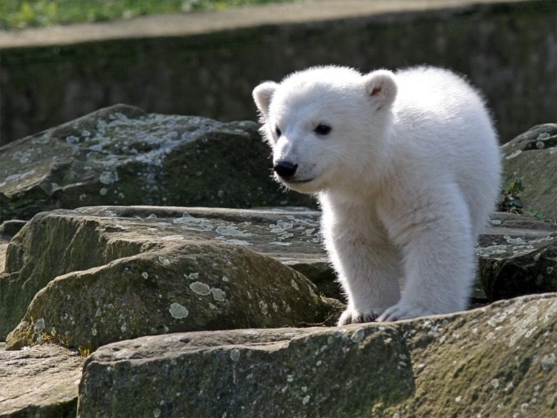 Tendres et célèbres, mais les chiots des zoos sont des machines à faire de l'argent : les cas de Pesto et Moo Deng 4 L'ours Knut. Crédit : Jensk369
