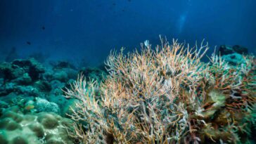 L'acidification des océans approche d'une nouvelle phase test, avertissent les scientifiques 4 Ocean acidification is approaching a new critical phase, scientists warn