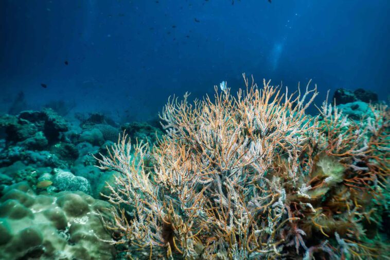 L'acidification des océans approche d'une nouvelle phase test, avertissent les scientifiques 1 Ocean acidification is approaching a new critical phase, scientists warn
