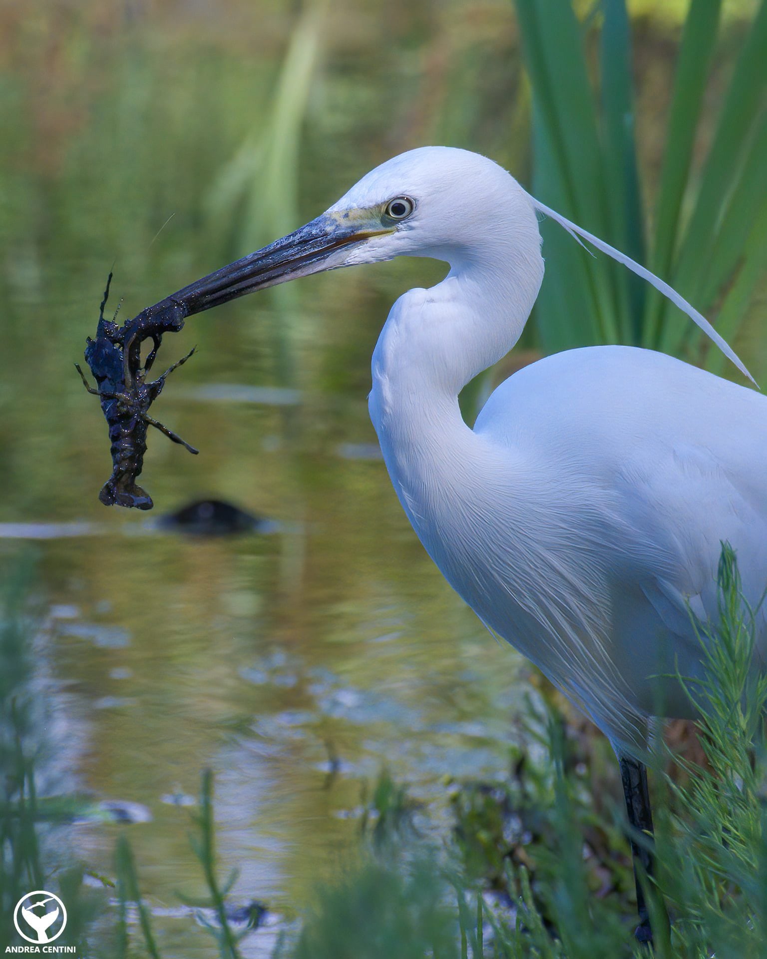 Comment est faite la crevette tueuse : couleur, dimensions et pourquoi s'appelle-t-elle ainsi 4 Une aigrette se nourrit d'une crevette tueuse. Crédit : Andrea Centini