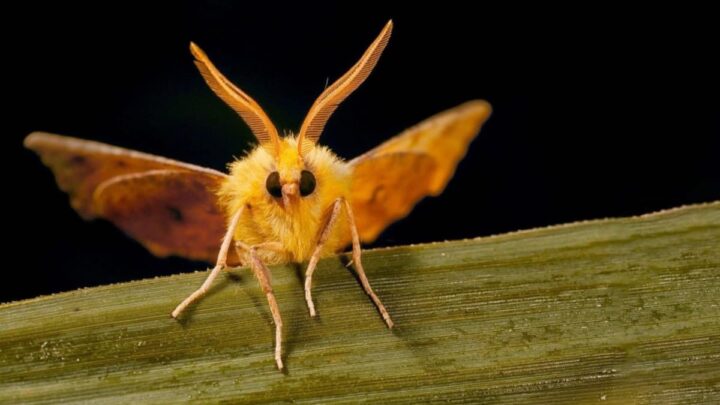 Les papillons utilisent une charge électrique pour ramasser le pollen sans toucher les fleurs 4 Mite, qui utilise une charge électrique pour recueillir le pollen sans toucher les fleurs