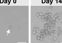 Ceci est une ancêtre EndoMac, une cellule jamais vue auparavant qui aide à guérir les blessures 1 Una cellula EndoMac (a sinistra), una cellula progenitrice appena scoperta, in grado di proliferare (a destra) e differenziarsi in due tipi cellulari distinti: le cellule endoteliali dei vasi sanguigni e i macrofagi / Credit: Nature Communications 2024