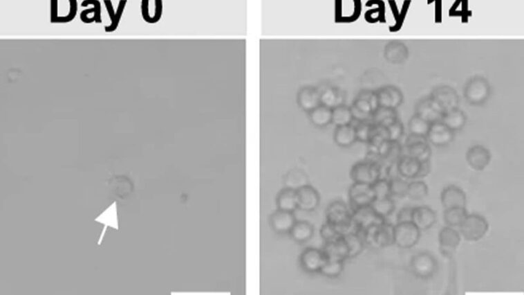 Ceci est une ancêtre EndoMac, une cellule jamais vue auparavant qui aide à guérir les blessures 1 Una cellula EndoMac (a sinistra), una cellula progenitrice appena scoperta, in grado di proliferare (a destra) e differenziarsi in due tipi cellulari distinti: le cellule endoteliali dei vasi sanguigni e i macrofagi / Credit: Nature Communications 2024